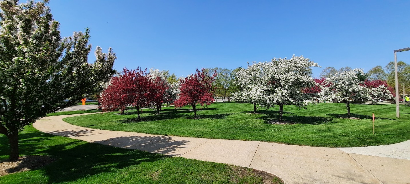 Different colored crabapple trees in the landscape.